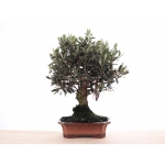 PN- BONSAI MIX (12 ANYS) thumb