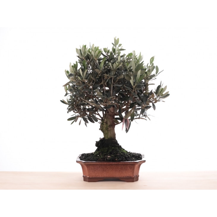 PN- BONSAI MIX (12 ANYS)