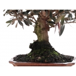 PN- BONSAI MIX (12 ANYS) thumb