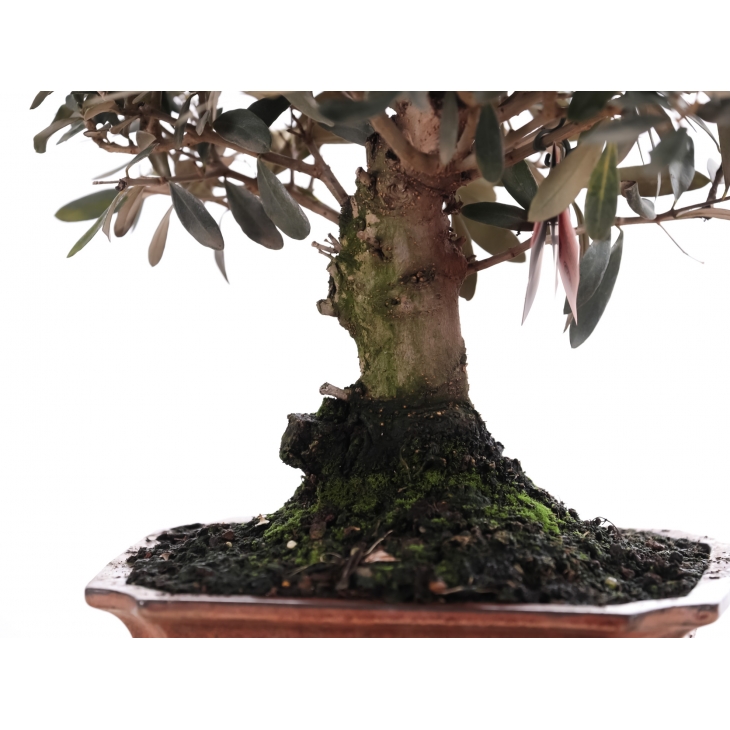 PN- BONSAI MIX (12 ANYS)