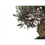 PN- BONSAI MIX (12 ANYS) thumb