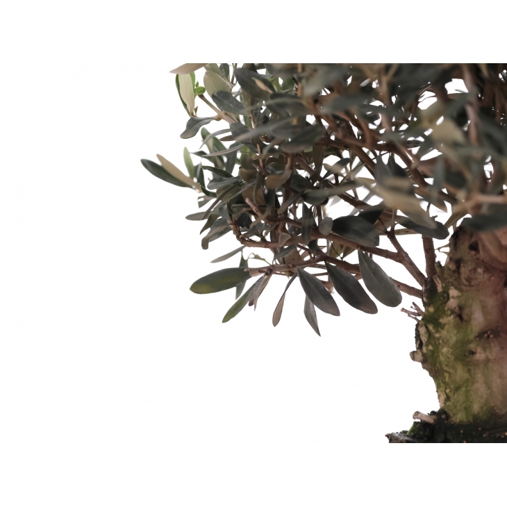 PN- BONSAI MIX (12 ANYS)