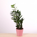 PN- ZAMIOCULCAS M12 AMB TEST I DECORACIÓ thumb