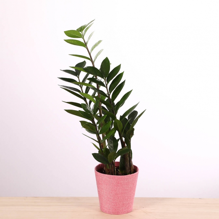 PN- ZAMIOCULCAS M12 AMB TEST I DECORACIÓ