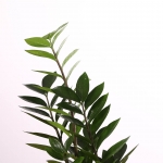 PN- ZAMIOCULCAS M12 AMB TEST I DECORACIÓ thumb