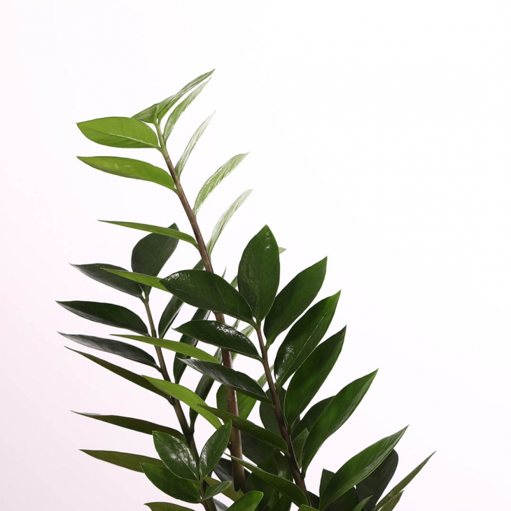 PN- ZAMIOCULCAS M12 AMB TEST I DECORACIÓ