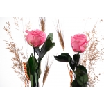Rosa liofilitzada rosa de Sant Jordi + violeter thumb