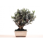 PN- BONSAI MIX (14 ANYS) thumb