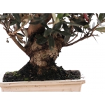 PN- BONSAI MIX (14 ANYS) thumb