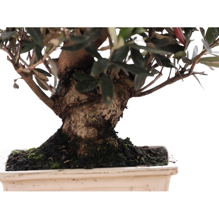 PN- BONSAI MIX (14 ANYS)