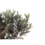 PN- BONSAI MIX (14 ANYS) thumb