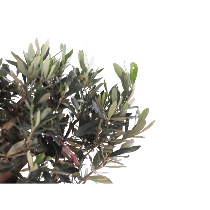 PN- BONSAI MIX (14 ANYS)