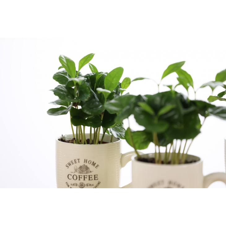 PN- COFFEA AMB TEST (PLANTA DEL CAFE)