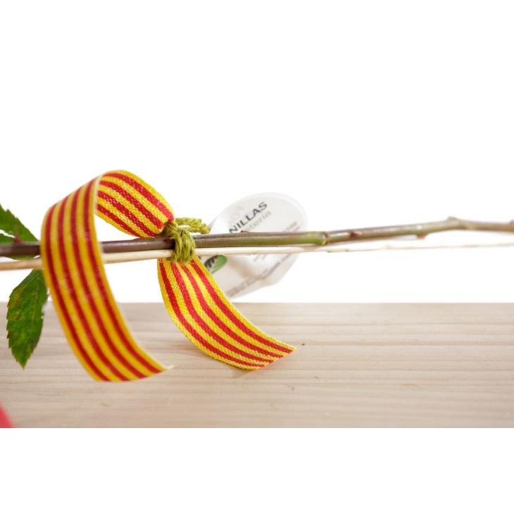 1 Rosa - Drac Eldor 45cm de Sant Jordi
