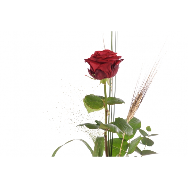 1 Rosa - Drac Eldor 45cm de Sant Jordi