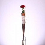 Pack 1 Rosa de St. Jordi  'CON FUSTA' + Llibre Geganters de Sant Celoni thumb