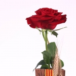 Pack 1 Rosa de St. Jordi  'CON FUSTA' + Llibre Geganters de Sant Celoni thumb