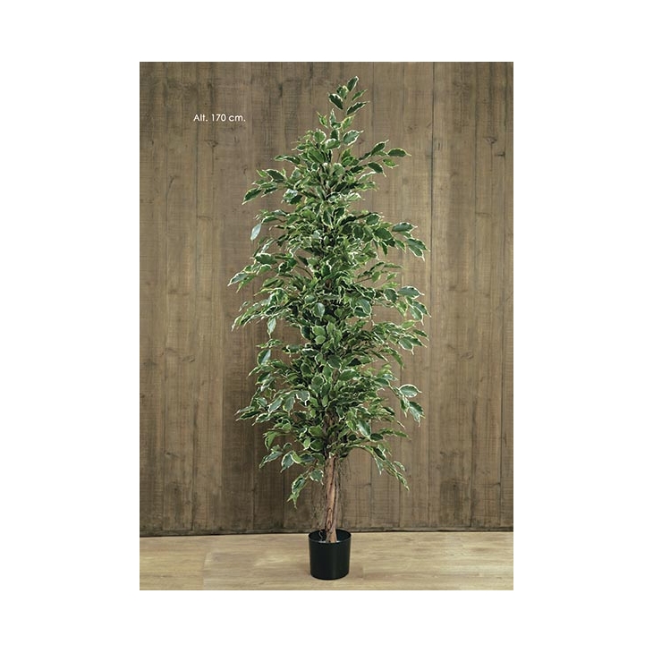 Ficus Ex“Tica. 170 Cm. Variegata. Artificial. (Caixa 1 Uni.)