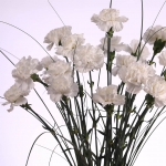 POM DE CLAVELL COLOMBIA thumb