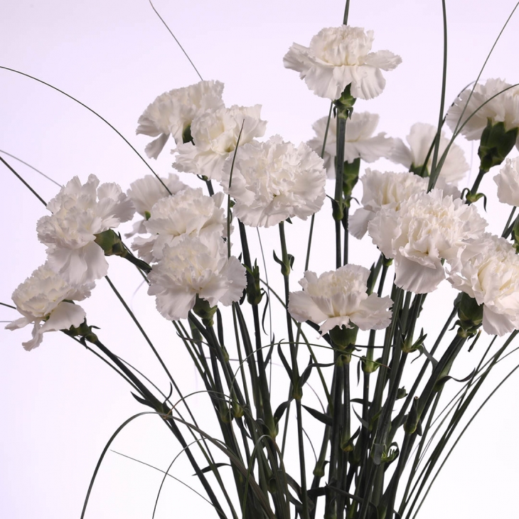 POM DE CLAVELL COLOMBIA