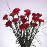 POM DE CLAVELL COLOMBIA thumb