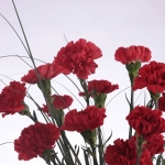 POM DE CLAVELL COLOMBIA thumb