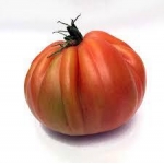 Tomàquet Cor de Bou thumb